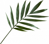Green-Leaf-PNG-Image
