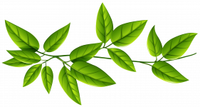 Green_Leaves_PNG_Image