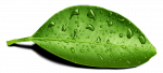 Leaf-Water-Drop-PNG-Transparent-Image