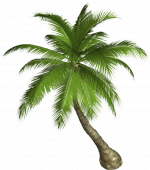 Palm-Tree-Download-Free-PNG