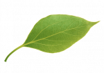 Single-Plant-Leaf-PNG-File